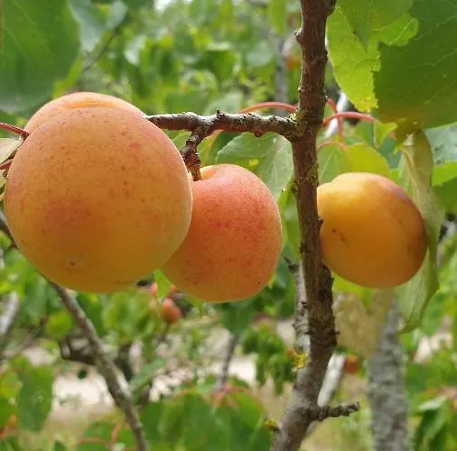 Sondela Self Catering Chalet *