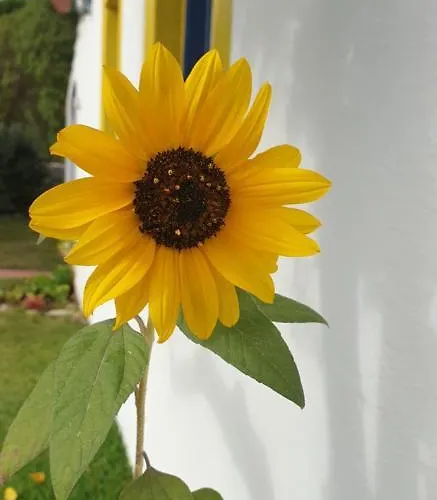 Sondela Self Catering São Martinho do Porto