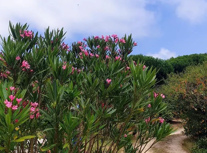 Sondela Self Catering São Martinho do Porto