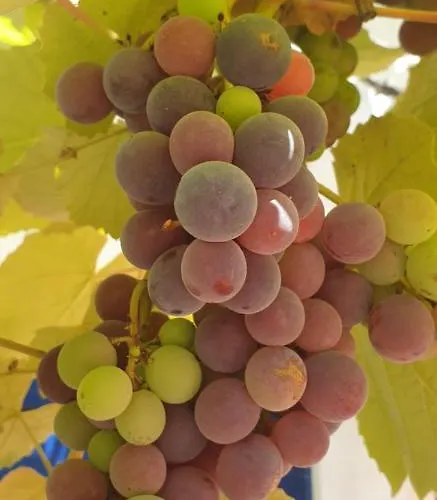 Chalet Sondela Self Catering São Martinho do Porto