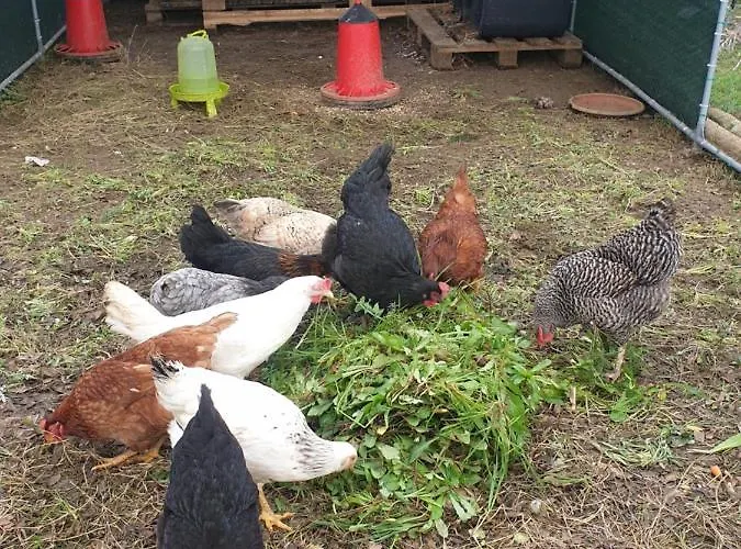 Sondela Self Catering Chalet *